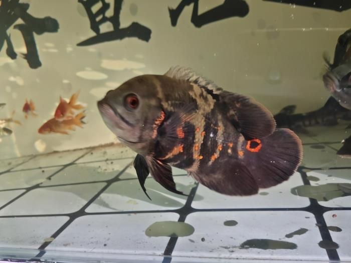 觀賞魚的心情說說詞語（現代科技對觀賞魚的影響）