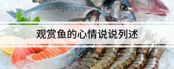 觀賞魚的心情說說詞語（現代科技對觀賞魚的影響）
