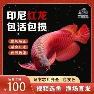 紅龍魚證書有哪些：紅龍魚國際認證機構有哪些紅龍魚品質評級標準是什么
