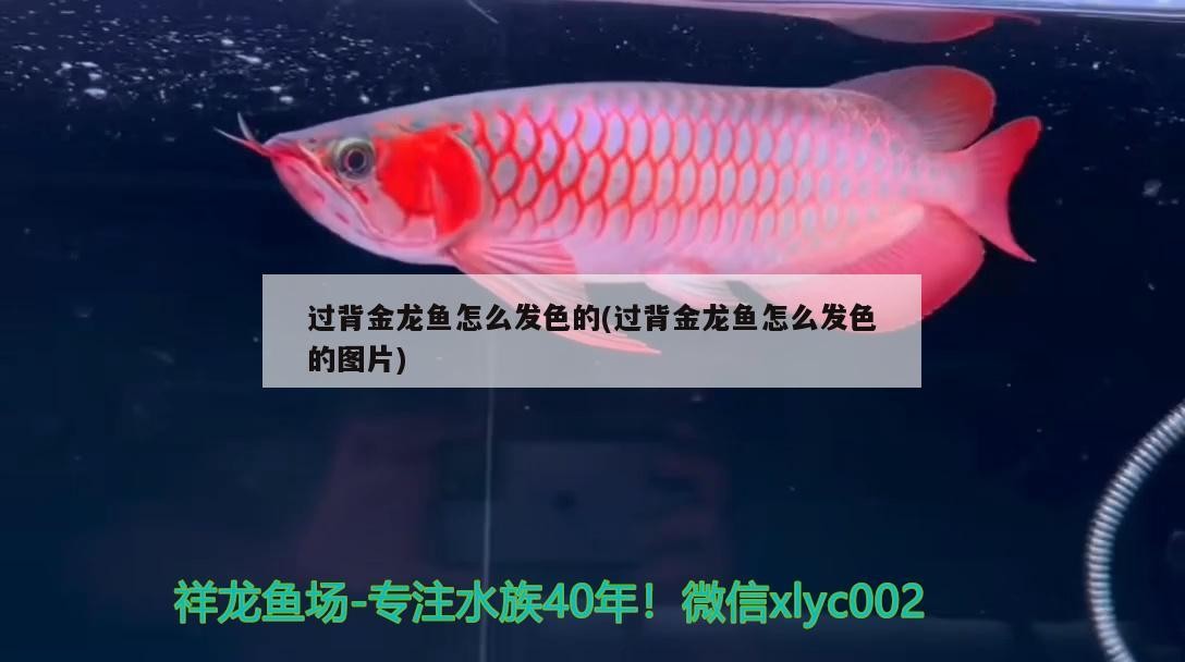 過背金龍魚怎么發色的(過背金龍魚怎么發色的圖片) 過背金龍魚怎么發色的(過背金龍魚怎么發色的圖片) 金龍魚百科