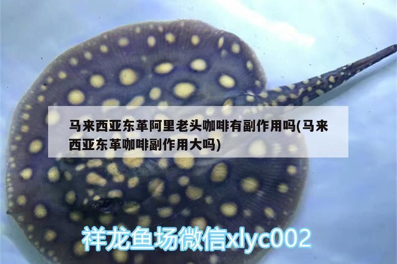 龍魚干蝦有營養(yǎng)嗎 馬來西亞東革阿里老頭咖啡有副作用嗎(馬來西亞東革咖啡副作用大嗎) 馬來西亞咖啡 馬來西亞東革阿里老頭咖啡有副作用嗎(馬來西亞東革咖啡副作用大嗎) 馬來西亞東革阿里老頭咖啡有副作用嗎(馬來西亞東革咖啡副作用大嗎) 馬來西亞咖啡