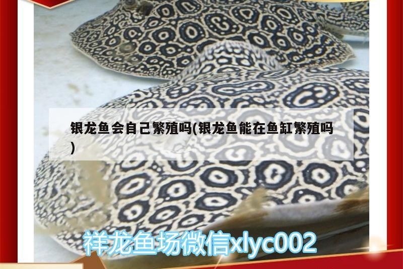 我的虎魚真菌感染了要怎么處理 銀龍魚會自己繁殖嗎(銀龍魚能在魚缸繁殖嗎) 銀龍魚百科 銀龍魚會自己繁殖嗎(銀龍魚能在魚缸繁殖嗎) 銀龍魚會自己繁殖嗎(銀龍魚能在魚缸繁殖嗎) 銀龍魚百科