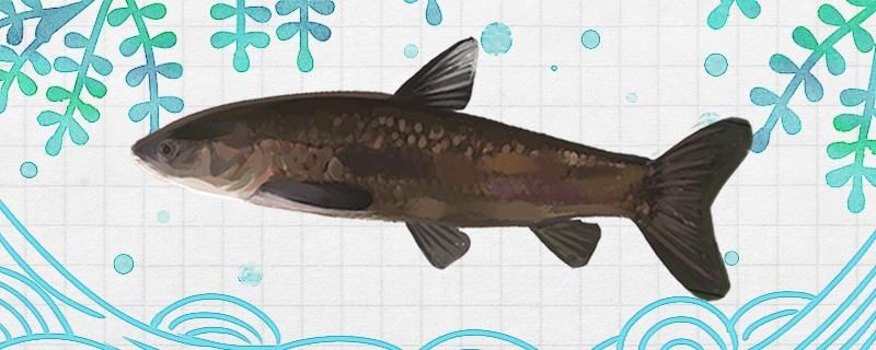 釣青魚(yú)需要小藥嗎用什么小藥比較好