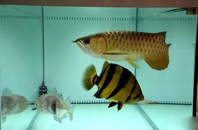 虎魚分公母嗎：虎魚是分公母的嗎
