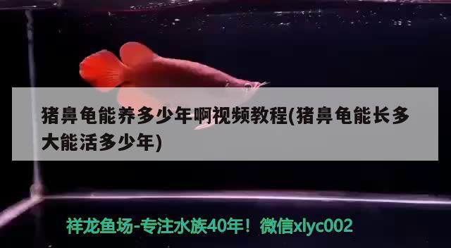 豬鼻龜能養多少年啊視頻教程(豬鼻龜能長多大能活多少年)