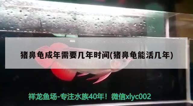 豬鼻龜成年需要幾年時(shí)間(豬鼻龜能活幾年)