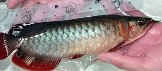 龍魚一個鱗片翹起來怎么辦vs祥龍魚場：龍魚鱗片翹起的原因