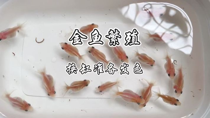 黑金魟魚繁殖環(huán)境布置技巧：黑金魟魚的繁殖環(huán)境布置技巧