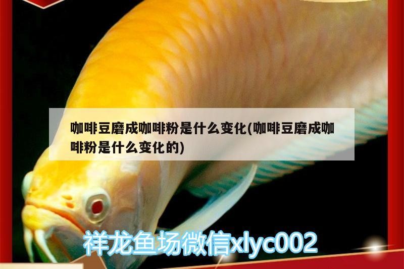 咖啡豆磨成咖啡粉是什么變化(咖啡豆磨成咖啡粉是什么變化的)