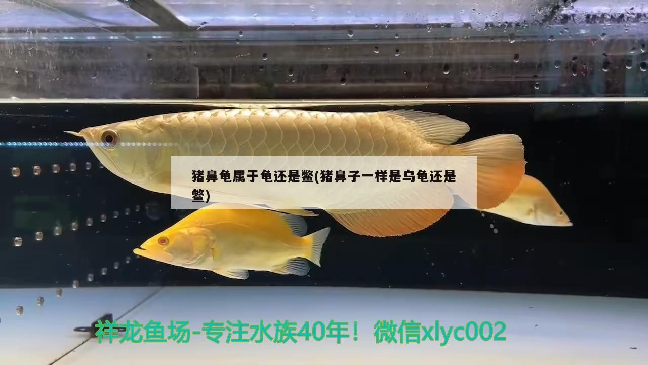 豬鼻龜屬于龜還是鱉(豬鼻子一樣是烏龜還是鱉) 豬鼻龜屬于龜還是鱉(豬鼻子一樣是烏龜還是鱉) 豬鼻龜百科