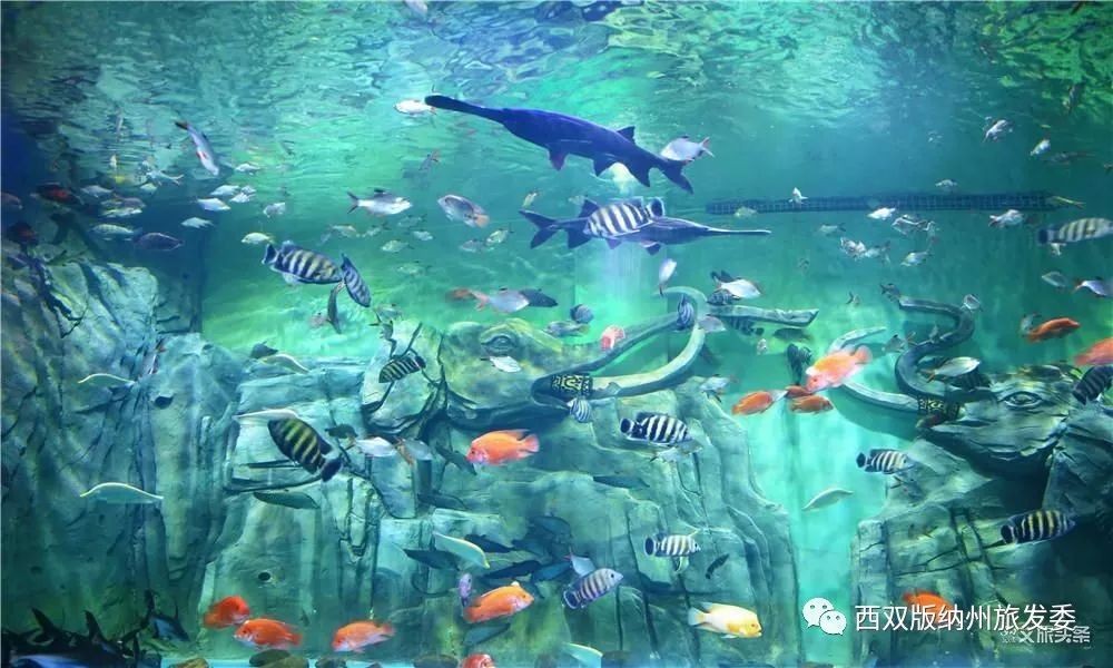 西雙版納傣族自治州水族館vs祥龍魚場（西雙版納傣族自治州水族館與祥龍魚場） 西雙版納傣族自治州水族館vs祥龍魚場（西雙版納傣族自治州水族館與祥龍魚場） 全國水族館企業名錄 第6張