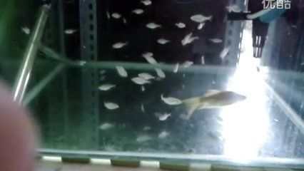 虎魚吃泥鰍活的可以嗎怎么喂養：虎魚可以喂食泥鰍嗎，虎魚吃泥鰍活的可以嗎怎么喂養