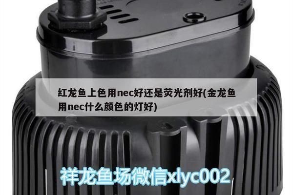 紅龍魚上色用nec好還是熒光：nec燈與熒光粉在紅龍魚上色方面具有明顯的優勢