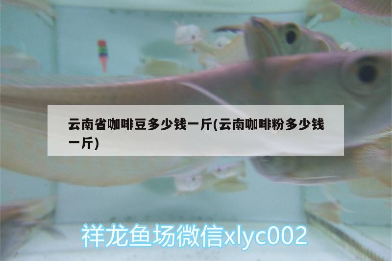 云南省咖啡豆多少錢一斤(云南咖啡粉多少錢一斤)
