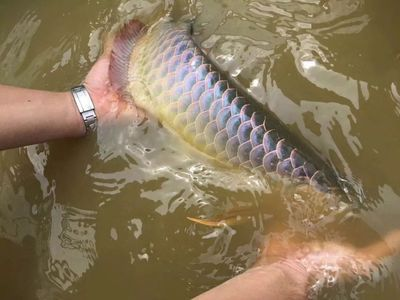 1.8米魚缸用多大水泵:1.8米魚缸用多大水泵,適合1.8米魚缸的水泵 魚缸百科 第1張 1.8米魚缸用多大水泵:1.8米魚缸用多大水泵,適合1.8米魚缸的水泵 1.8米魚缸用多大水泵:1.8米魚缸用多大水泵,適合1.8米魚缸的水泵 魚缸百科 第1張