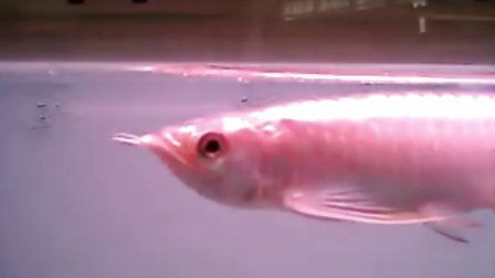 1.8米魚缸用多大水泵：1.8米魚缸用多大水泵，適合1.8米魚缸的水泵 1.8米魚缸用多大水泵：1.8米魚缸用多大水泵，適合1.8米魚缸的水泵 魚缸百科 第3張