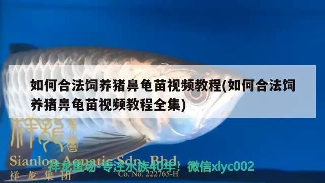觀賞魚 如何合法飼養豬鼻龜苗視頻教程(如何合法飼養豬鼻龜苗視頻教程全集) 豬鼻龜百科 如何合法飼養豬鼻龜苗視頻教程(如何合法飼養豬鼻龜苗視頻教程全集) 如何合法飼養豬鼻龜苗視頻教程(如何合法飼養豬鼻龜苗視頻教程全集) 豬鼻龜百科