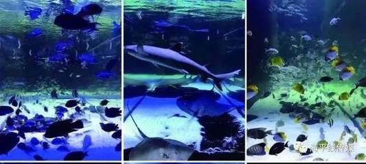 汕頭水族館vs祥龍魚場（汕頭水族館與祥龍魚場各有其特點和優勢）