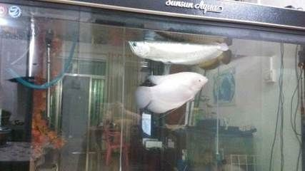 海口龍魚vs祥龍魚場（海口祥龍魚場和祥龍魚場各有優勢）