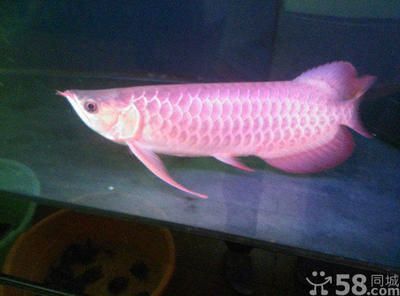 海口龍魚vs祥龍魚場（海口祥龍魚場和祥龍魚場各有優勢）