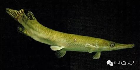 魟魚怎么讀？：魟魚怎么讀