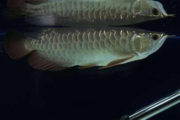 金龍魚鱗片怎么區分【B過背金龍魚是什么意思】