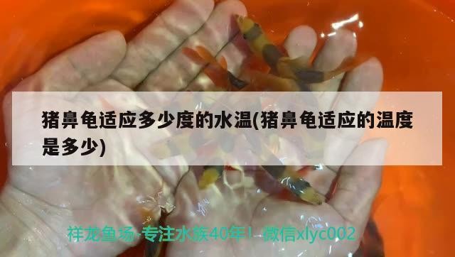 豬鼻龜適應多少度的水溫(豬鼻龜適應的溫度是多少)