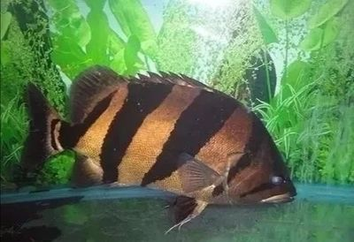 虎魚身上有小白點是什么病：虎魚身上出現小白點是什么病