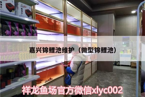 嘉興錦鯉池維護（微型錦鯉池）