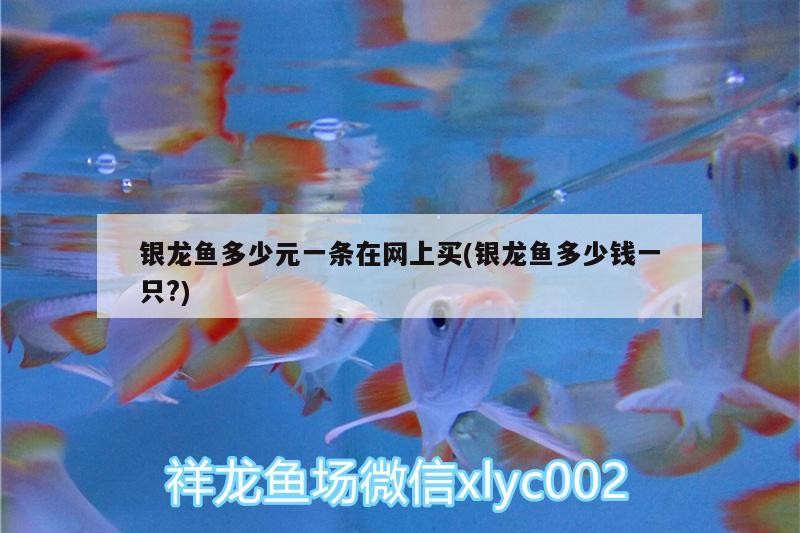 銀龍魚多少元一條在網上買(銀龍魚多少錢一只?)