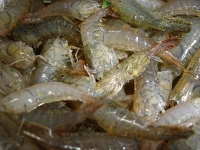 紅龍魚喂海蝦可以嗎：紅龍魚可以喂食海蝦嗎