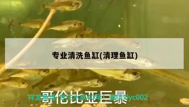釣鯰魚用什么漂怎么調(diào)漂 釣鯰魚用什么漂怎么調(diào)漂 馬來西亞咖啡 第2張