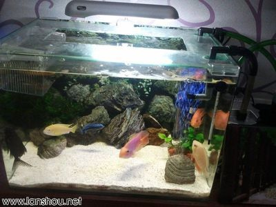 大洋魚缸怎么樣養魚：養魚的注意事項