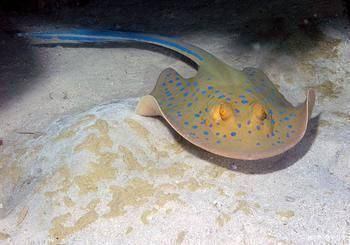 魟魚(yú)毒刺危險(xiǎn)嗎：魟魚(yú)的毒刺具有一定的危險(xiǎn)性，醫(yī)生可能會(huì)進(jìn)行初步處理