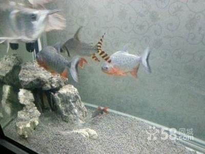 兩條虎魚養還是三條虎魚養：兩條虎魚養好還是三條虎魚養好