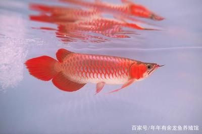 紅龍魚哪個品牌好用一點的：紅龍魚飼料hikari(cahayacapuas)
