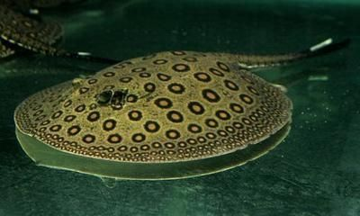 魟魚可以活多久 魟魚可以活多久 魟魚百科 第2張