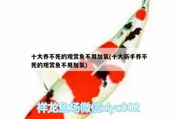 龍魚要加氧嗎vs祥龍魚場：祥龍魚場評價如何龍魚氧氣泵選擇指南龍魚氧氣泵選擇指南
