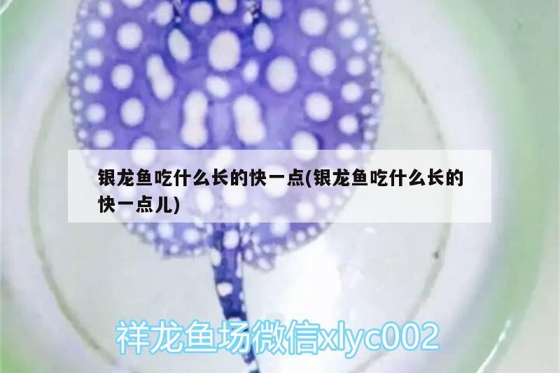 我的虎魚真菌感染了要怎么處理 銀龍魚吃什么長的快一點(銀龍魚吃什么長的快一點兒) 銀龍魚百科 銀龍魚吃什么長的快一點(銀龍魚吃什么長的快一點兒) 銀龍魚吃什么長的快一點(銀龍魚吃什么長的快一點兒) 銀龍魚百科