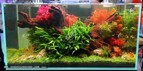 1.2米魚缸圖片：1.2米魚缸圖片資源 1.2米魚缸圖片：1.2米魚缸圖片資源 魚缸百科 第1張