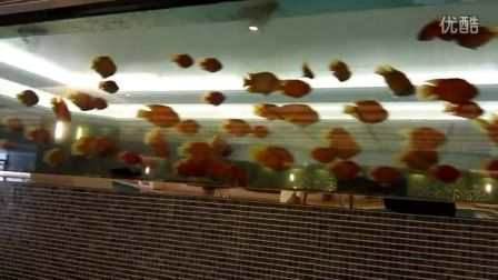 1.2米魚缸圖片：1.2米魚缸圖片資源 1.2米魚缸圖片：1.2米魚缸圖片資源 魚缸百科 第3張