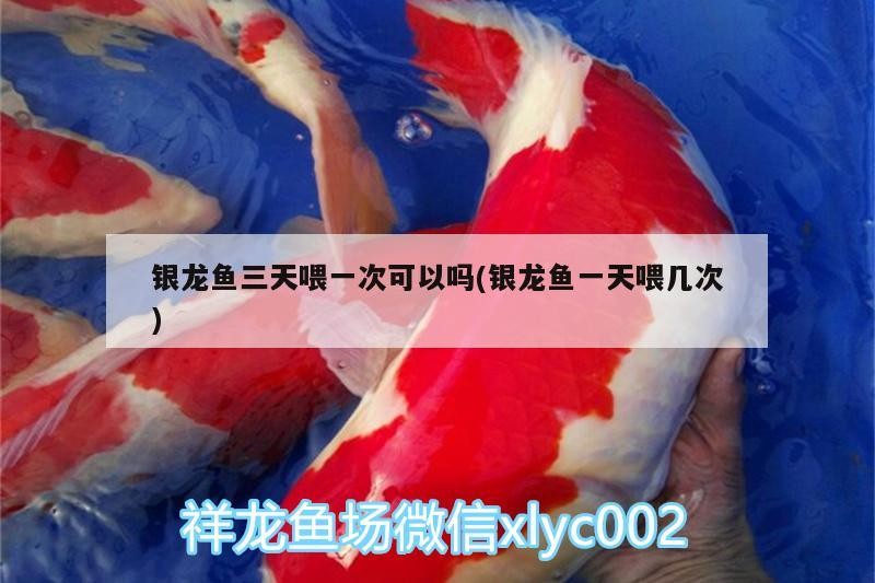 銀龍魚三天喂一次可以嗎(銀龍魚一天喂幾次)