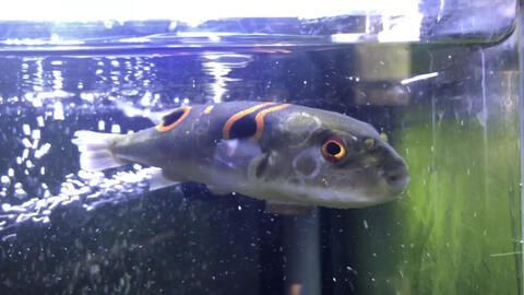 龍魚吃河豚嗎 龍魚吃河豚嗎 龍魚百科 第3張