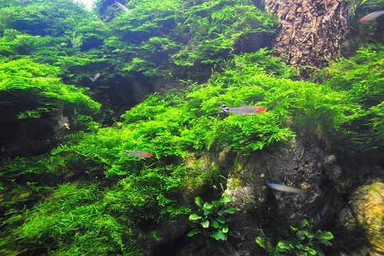 大魚魚缸造景圖案設計：大魚魚缸造景圖案設計是一項細致且富有創造力的工作
