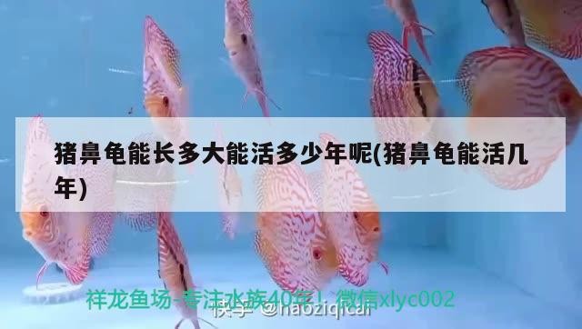 豬鼻龜能長多大能活多少年呢(豬鼻龜能活幾年) 豬鼻龜能長多大能活多少年呢(豬鼻龜能活幾年) 豬鼻龜百科