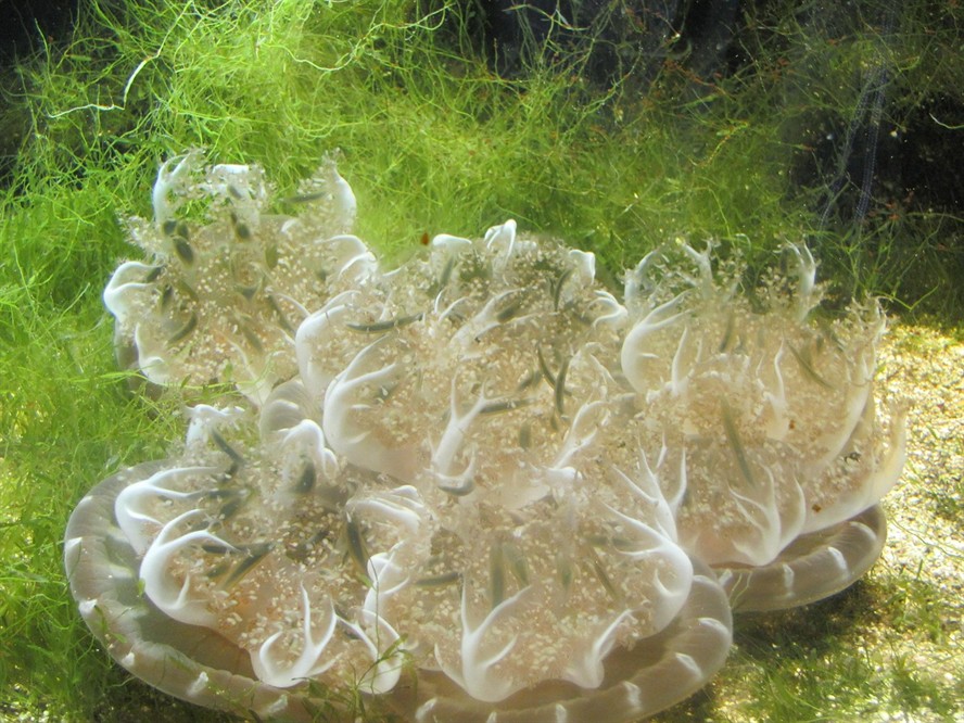 赤壁童月水族用品店