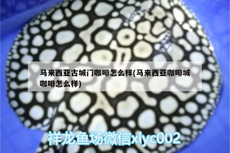 龍魚干蝦有營養嗎 馬來西亞古城門咖啡怎么樣(馬來西亞咖啡城咖啡怎么樣) 馬來西亞咖啡 馬來西亞古城門咖啡怎么樣(馬來西亞咖啡城咖啡怎么樣) 馬來西亞古城門咖啡怎么樣(馬來西亞咖啡城咖啡怎么樣) 馬來西亞咖啡