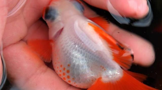 龍魚魚缸造景效果圖（龍魚魚缸造景效果圖大全）