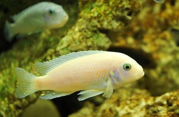 魟魚適宜水溫和pH值的關系：魟魚常見疾病預防措施分享[需手動填充]魚適宜的水溫范圍是6至7