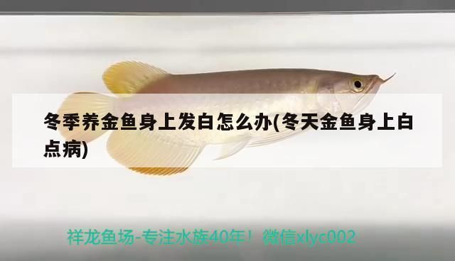 龍魚身上有白點白毛是否一樣vs祥龍魚場：祥龍魚場的評價如何